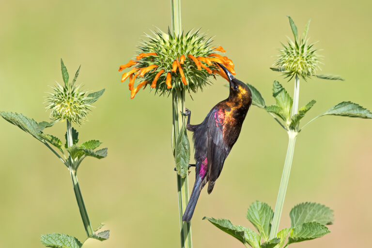 Copper Sunbird