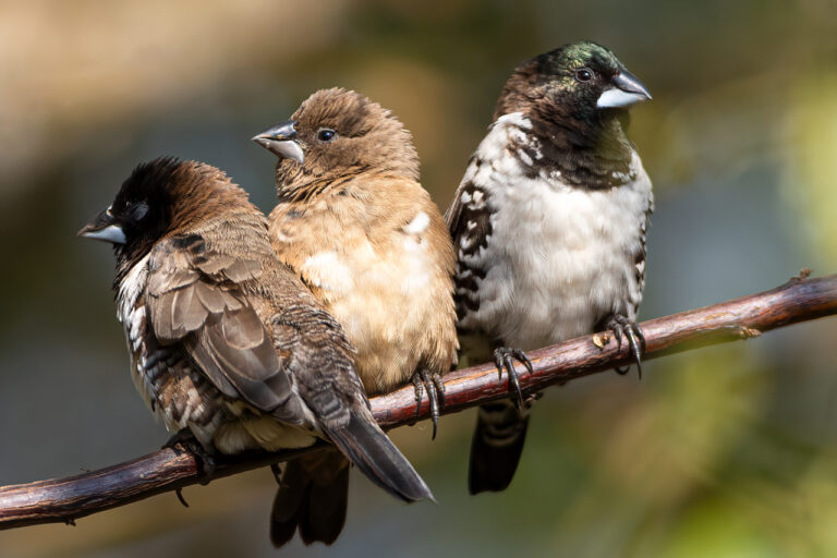 Mannikin huddle