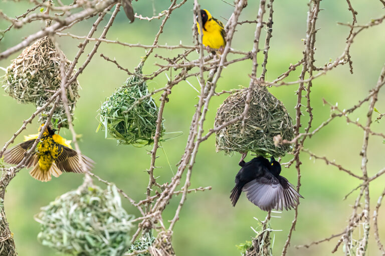 Vieillot's Black Weaver displaying in a Village Weaver colony, photographed at Nyandungu Eco-Park in Kigali