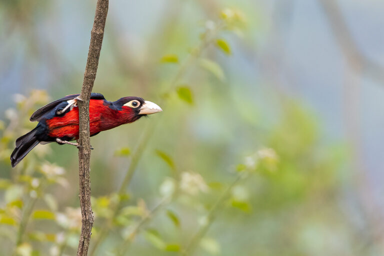 Double-toothed Barbet