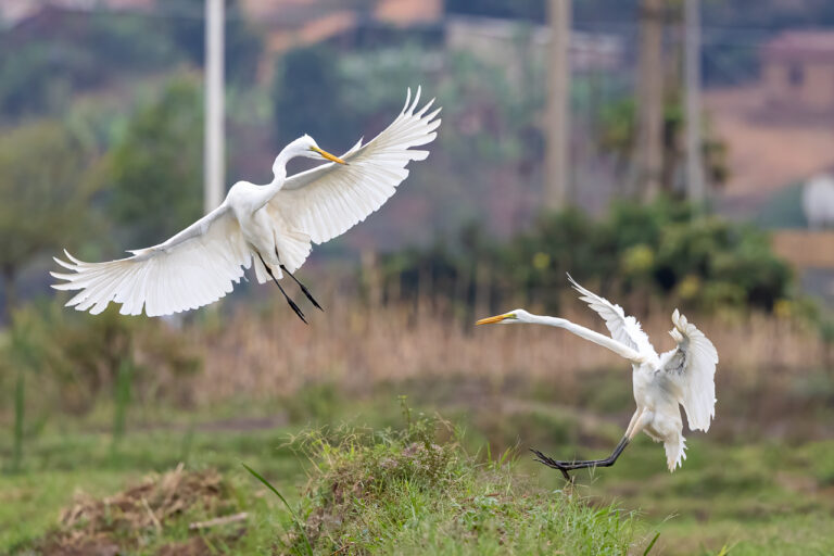 Great Egret fight