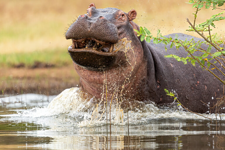 hippo