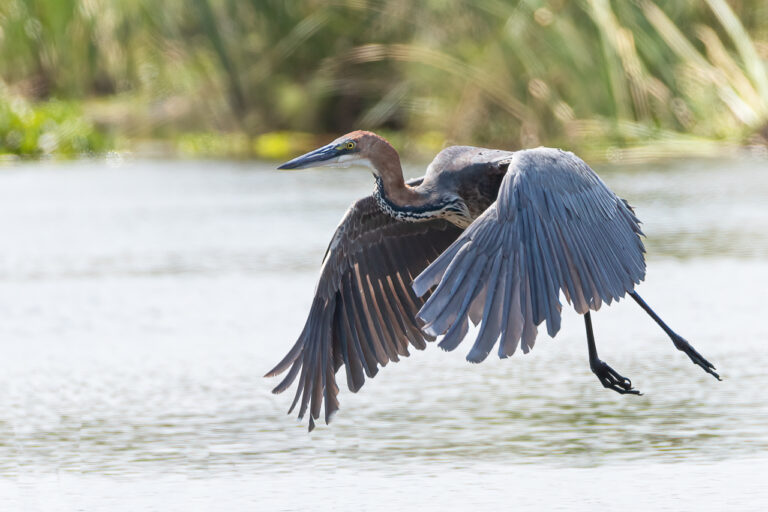 Goliath Heron