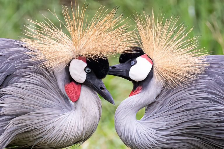 Grey crowned crane