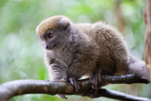 Grey Bamboo Lemur, Vakona Island, Andasibe, Madagascar.