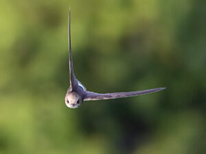 Liittle Swift on a mission. Chumbe Island, Zanzibar.
