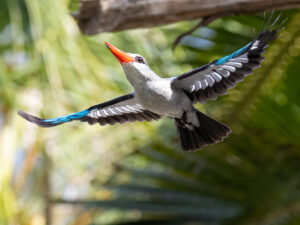 Mangrove Kingfisher on the wing! Chumbe Island, Zanzibar.