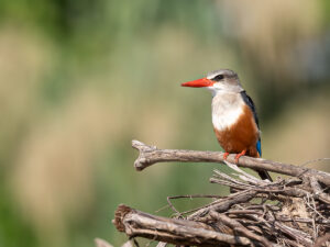 Grey-headed Kingfisher, Wami RIver, Tanzania.