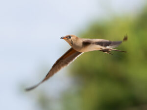 Collared Pratincole on the wing. Wami River, Saadani National PArk, Tanzania.