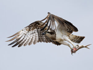 Female Osprey with a meal. Wami River, Saadani National Park, Tanzania.