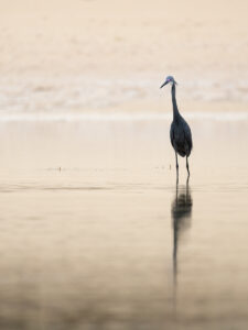 Dimorphic Egret in the shallows. Masaki, Dar es Salaam, Tanzania