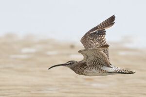 Whimbrel on the wing! Mlingtoni, Tanzania.
