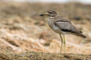 Water Thick-knee, Masaki, Dar es Salaam, Tanzania.