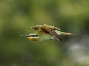 Blue-cheeked Bee-eater on the move! Kunduchi, Dar es Salaam, Tanzania.