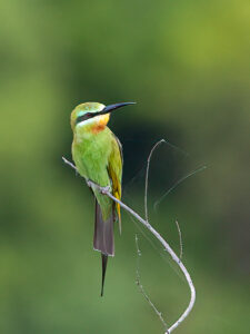 Blue-cheeked Bee-eater scans for their