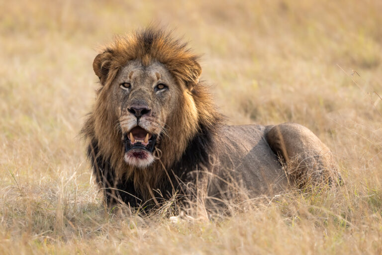 LION cover
